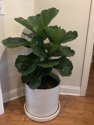 Fig tree in pot