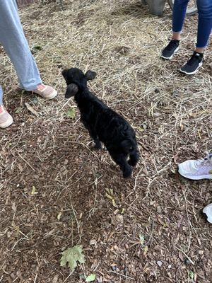 2 month old sheep