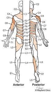 Dermatomes:  Nerve distribution providing skin sensation