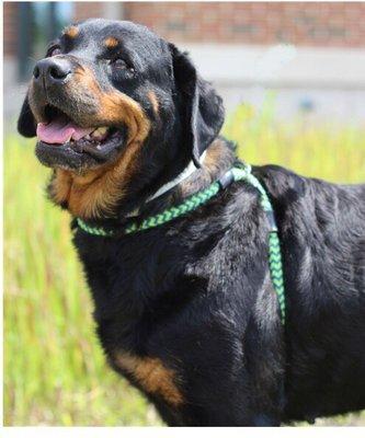 My Beautiful adopted Rottweiler Nia 4 years old. Pronounced as Nee-ya.  From Franklin County Dog Shelter.