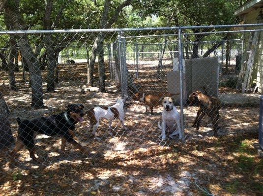 Shaded areas to keep dogs cool