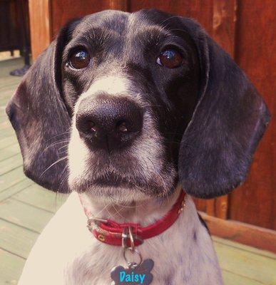 Daisy likes her veterinarian and staff.