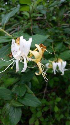 Wild flowers in April