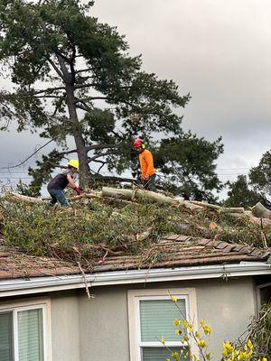 Removing Eucalyptus that fell on home