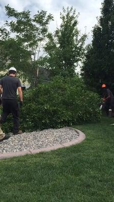 Sad to see this beautiful tree have to come down