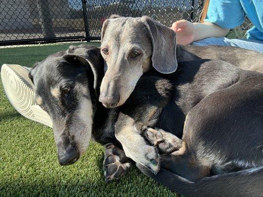 two extreamly old dogs being forced to stay outside for 4 hours at a time when they are constantly trying to find shade and just sleep