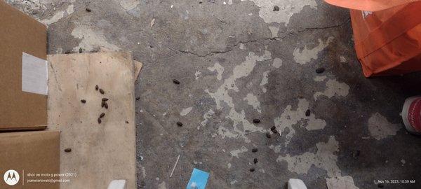 rat poop on floor of storage unit