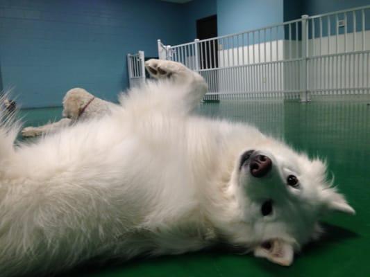 Snowy loves her belly rubbed at daycare!