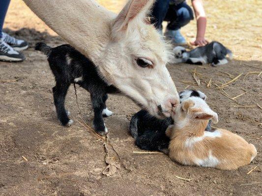 Llama and baby goats