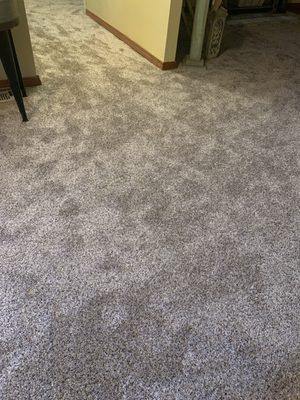 Our new carpet