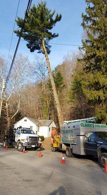 Clark's Tree Service