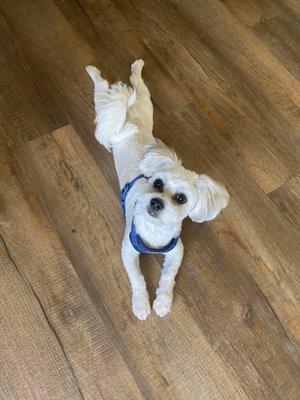 Loves his Summer cut! He's been such a happy dog since! Thank you!