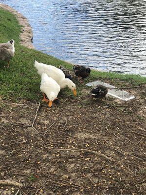 Duck Friends who live at the cemetery. 8.8.21 Yes, I fed them duck food(NO BREAD)