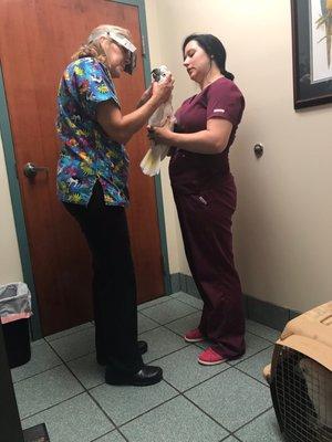 Cockatoo during having his beak checked