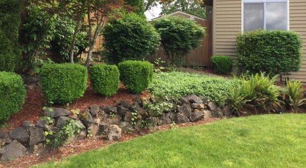 $115 HOA fine for "bushes needing pruned." Really?