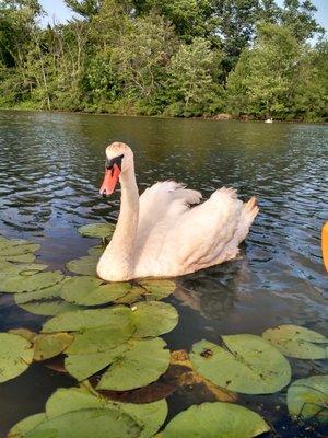 A swan just doing swan things