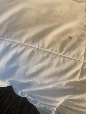 Blood stains on our comforter