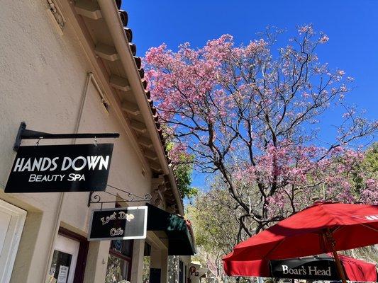 Outside ( lovely blooming tree)