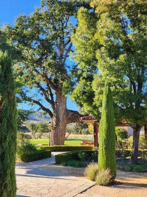 450-500 year old valley oak tree