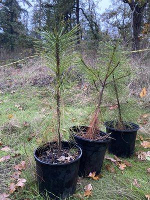 Ponderosa Pine, Willamette Valley variety benthiama