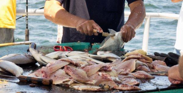 The crew filleting our catch...