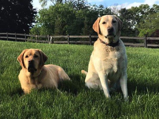 Lincoln and Sam love Greenlawn Fertilizing!