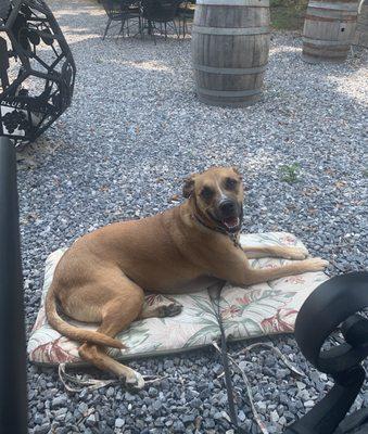 Happy dog on cushion