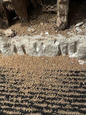 Dead termites coming out of damaged post