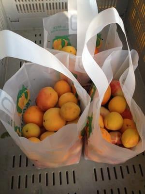 Organic apricots