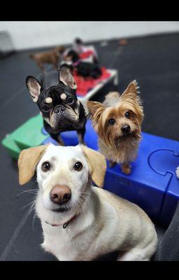 Doggy daycare group