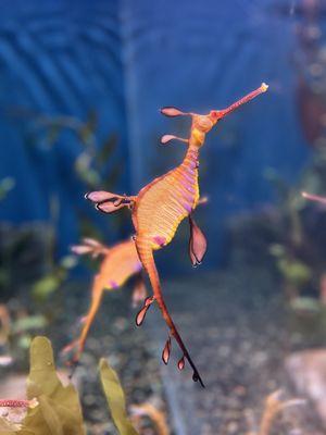 sea dragon