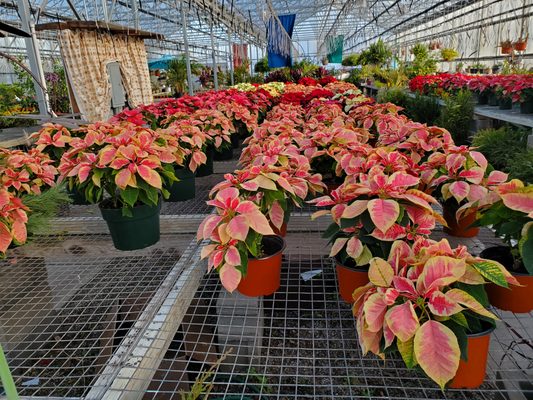 Brighten your space with Poinsettias.