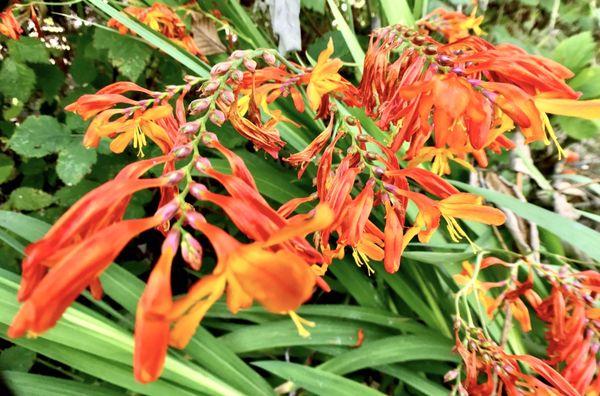 red & orange falling stars flowers / Crocosmia aurea