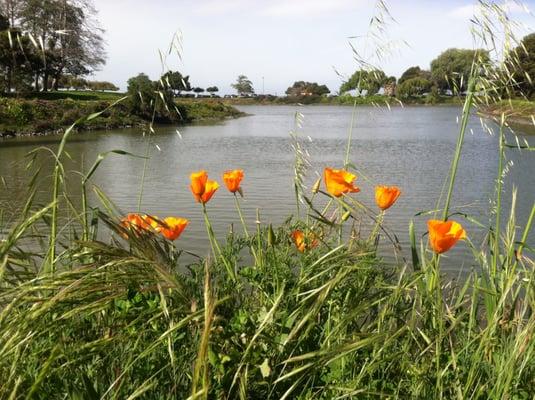 California Poppies, Anza Lagoon