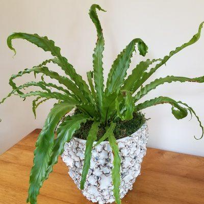 Bird's nest fern