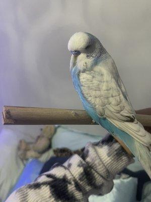 Same beauty as previous pic.. English Budgie, young handfed male. I bought from Bill's Birds Davie yesterday!