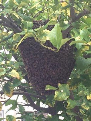 Bee hive in tree