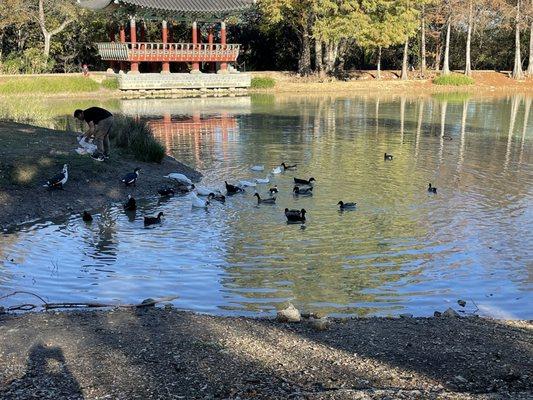 Pond with ducks