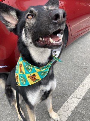 She now loves being groomed... and fluffed. Her reward is a nice little bandana- This was the best bandana so far!