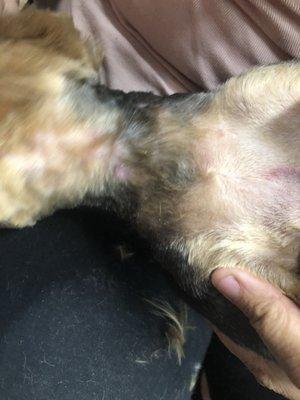 Scrape on my female dogs neck.