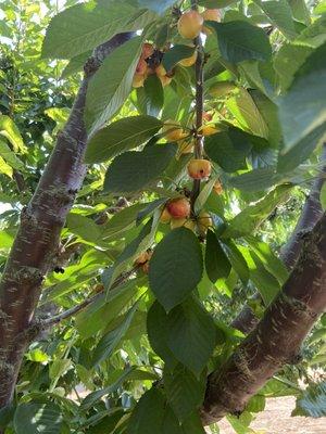 Rainier cherries