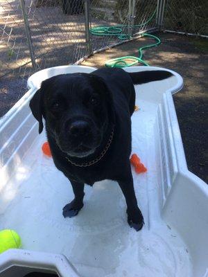 Pearl is a very happy girl when she gets to splash in the pool!