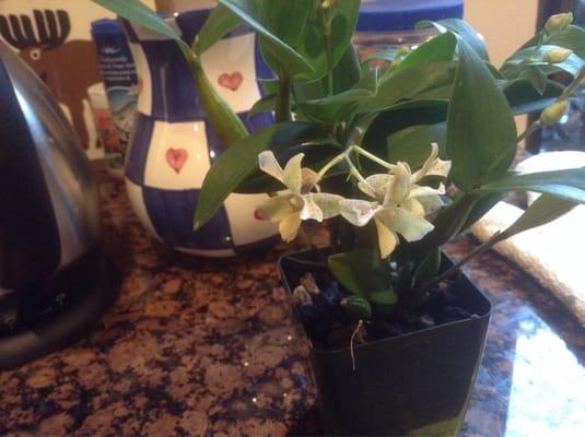 Bought this Dendrobium "Micro Chip" at the SF Orchid Show. EVERY psuedobulb has a spike, Wow! Very healthy orchid!