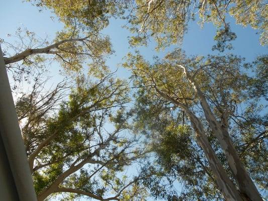 Tall trees offer shade & a wind break