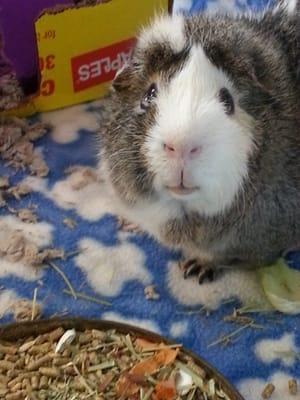 Gizmo Genis, Guinea Pig, in good  health thanks to Dr. Kathy.