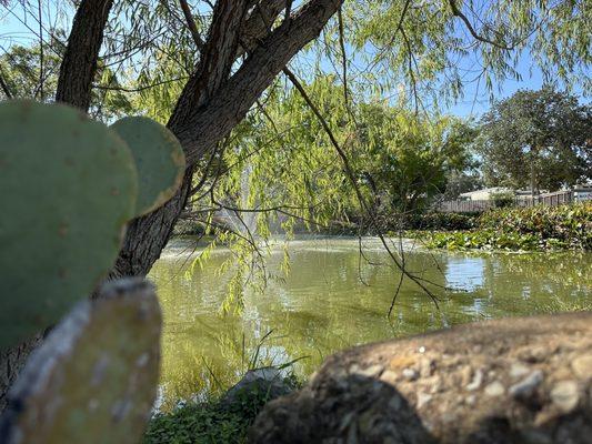 Pond with water feature