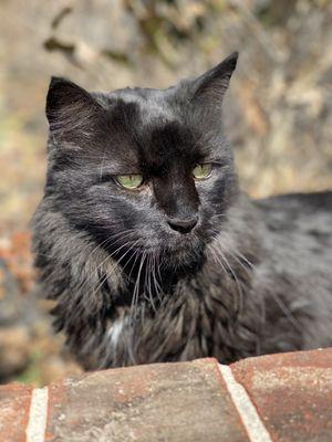 Alamo Feline Health Center