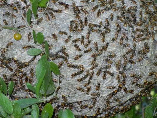 Mexican Honey  Bee's