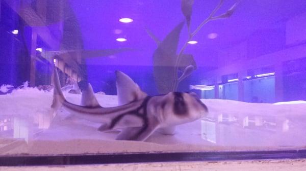 Horn shark