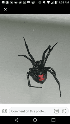 Black Widow. Be careful! I bite!